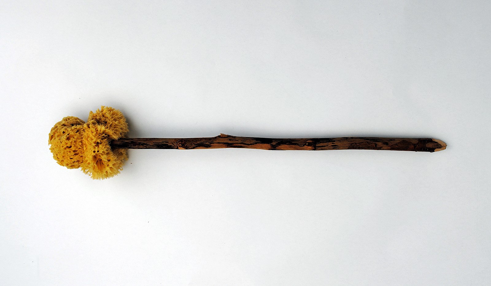 Xylospongium (sponge on a stick) replica